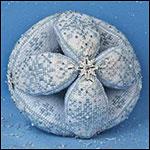 JN224 Snow Ball JN224 Snow Ball